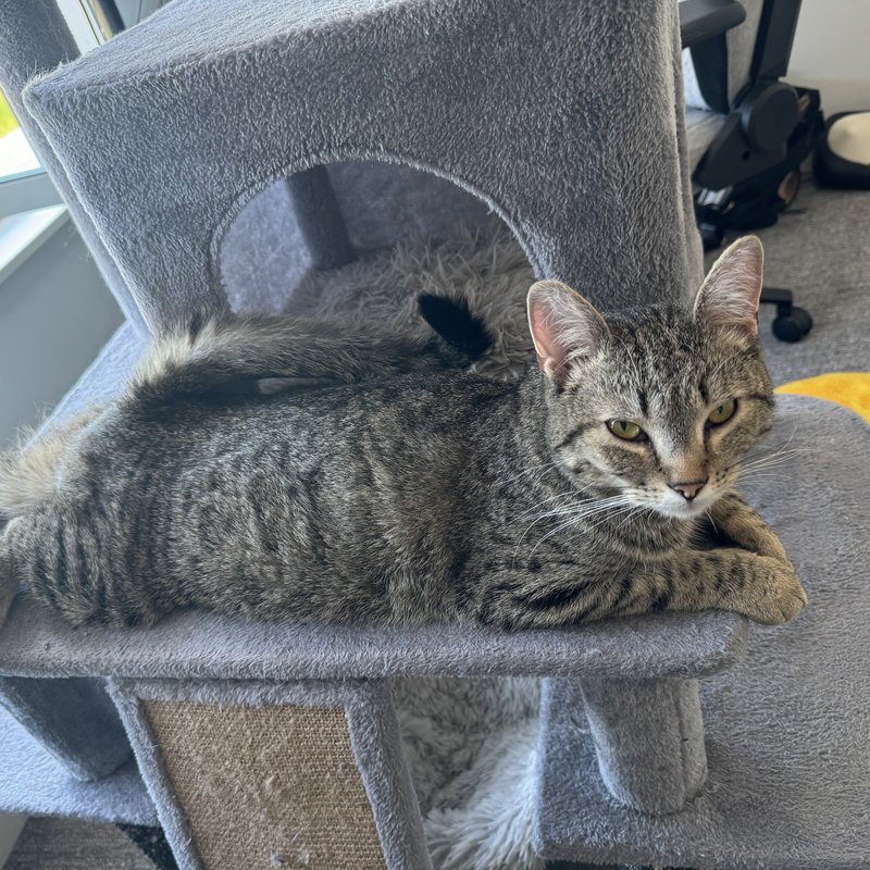 Hazel, the real cat — brown tabby