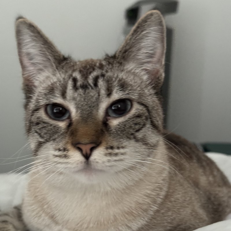 Lila, the real cat — lynx point tabby