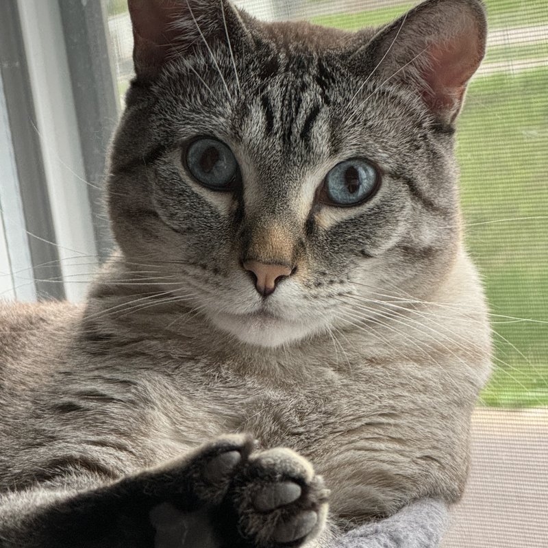Sam, the real cat — blue-eyed lynx point tabby
